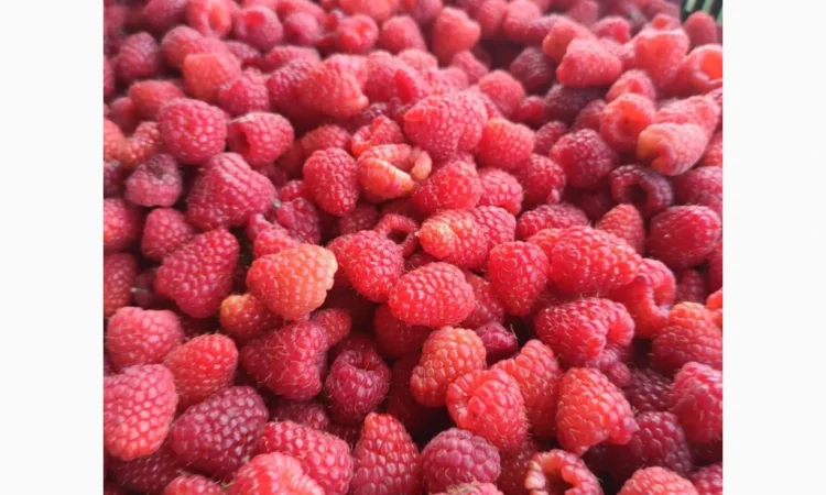 Продаємо саджанці малини ремонтантної сорту Полана - фото № 2