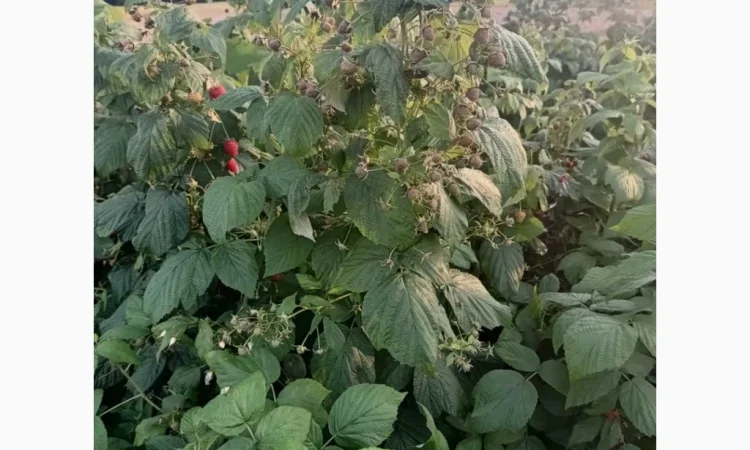 Продаємо саджанці малини ремонтантної сорту Полана - фото № 3