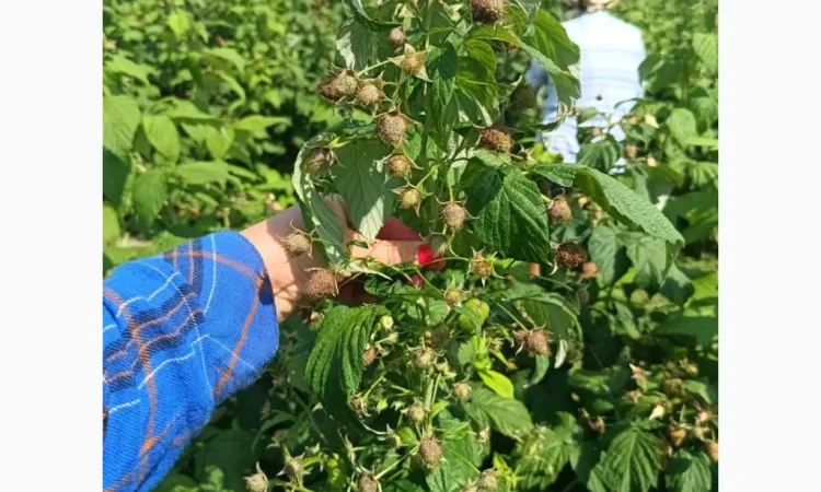 Продаємо саджанці малини ремонтантної сорту Полана - фото № 4