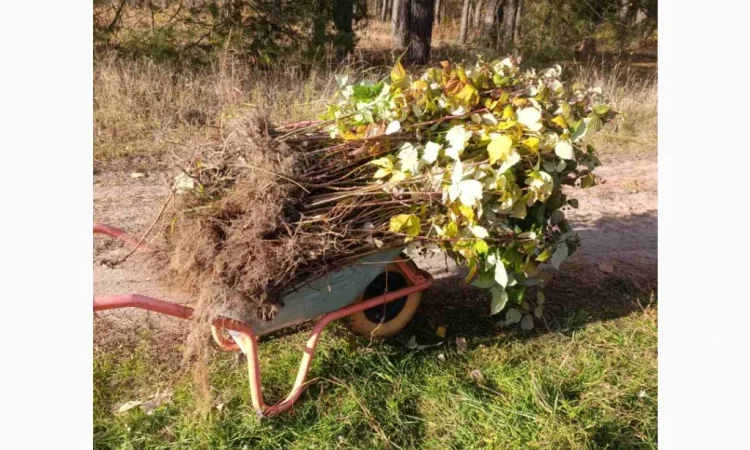 Продаємо саджанці малини ремонтантної сорту Полана - фото № 5