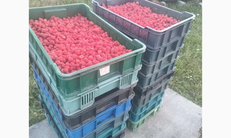 Саджанці малини ремонтантної - фото № 1