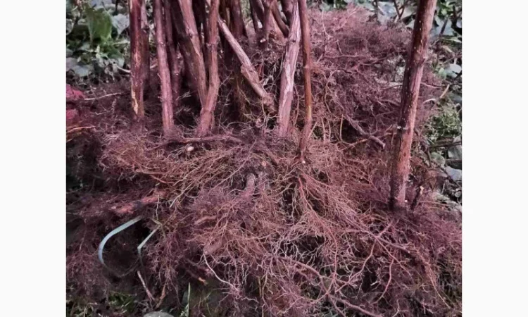 Саджанці малини ремонтантної - фото № 2