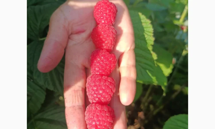 Саджанці малини ремонтантної - фото № 3