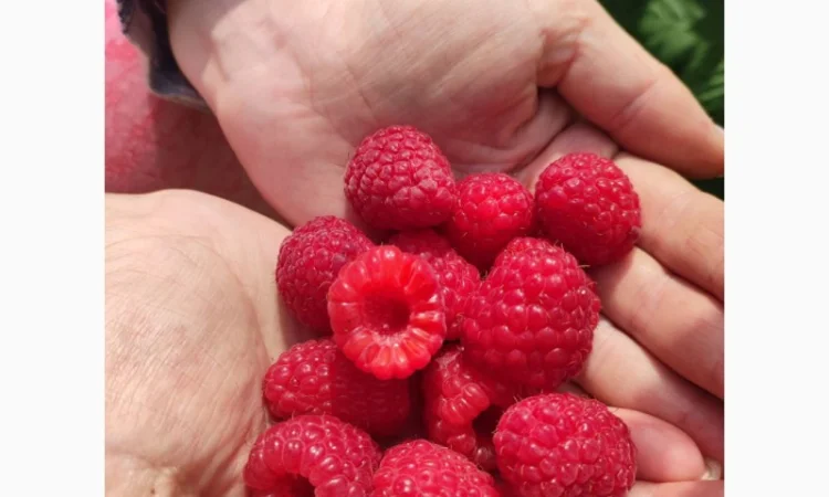 Саджанці малини ремонтантної - фото № 4