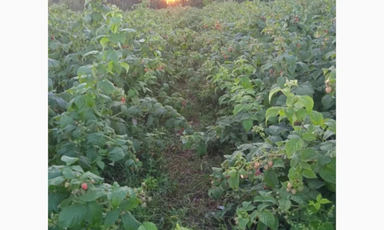 Саджанці малини ремонтантної - фото № 6