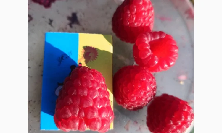 Саженцы ремонтантной малины сорта Полана (опт и розница) - фото № 1