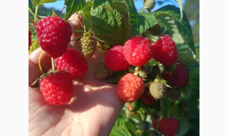 Саженцы ремонтантной малины сорта Полана (опт и розница) - фото № 2