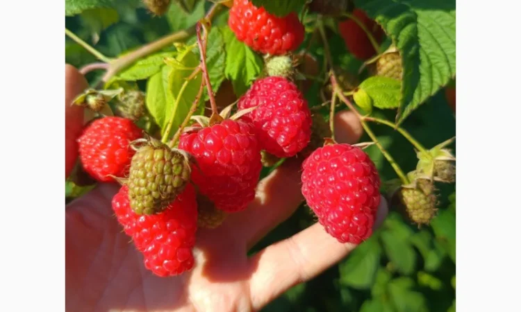 Саженцы ремонтантной малины сорта Полана (опт и розница) - фото № 3