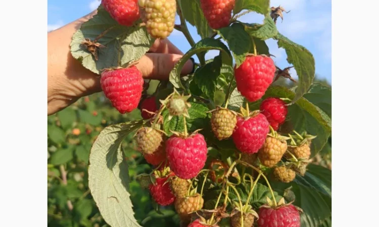 Саженцы ремонтантной малины сорта Полана (опт и розница) - фото № 4