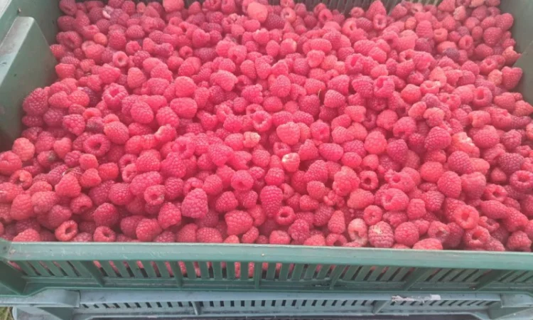 Саженцы ремонтантной малины сорта Полана (опт и розница) - фото № 5