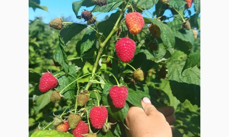 Саженцы ремонтантной малины сорта Полана (опт и розница) - фото № 6