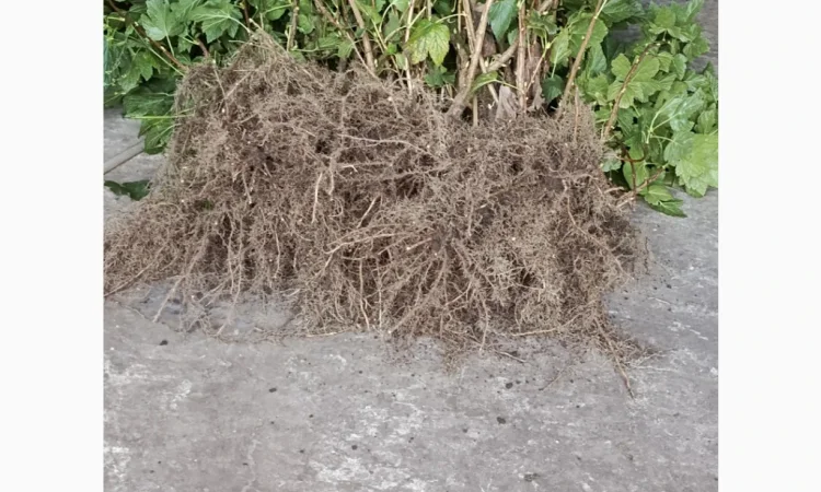 Продаю двохрічні саджанці смородини сорту «Вернісаж» - фото № 2