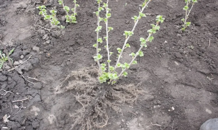 Саженец черной крупноплодной смородины Добрыня ПЛОДОНОСЯЩИЙ ВЗРОСЛЫЙ - фото № 1