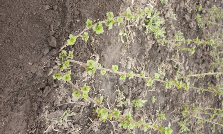 Саженец черной крупноплодной смородины Добрыня ПЛОДОНОСЯЩИЙ ВЗРОСЛЫЙ - фото № 2