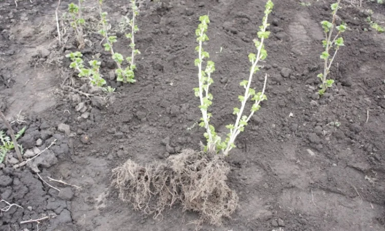 Саженец черной крупноплодной смородины Добрыня ПЛОДОНОСЯЩИЙ ВЗРОСЛЫЙ - фото № 3