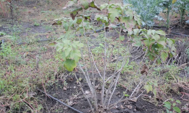 Саженец черной крупноплодной смородины Добрыня ПЛОДОНОСЯЩИЙ ВЗРОСЛЫЙ - фото № 4