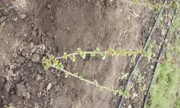 Саженец черной крупноплодной смородины Добрыня ПЛОДОНОСЯЩИЙ ВЗРОСЛЫЙ - фото № 6