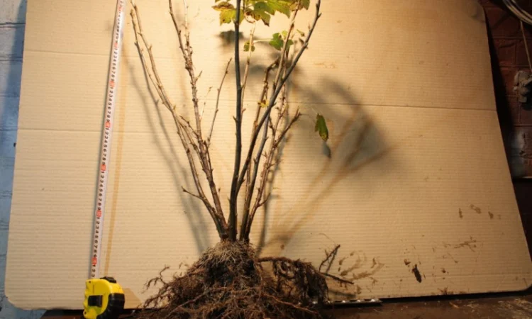 Саженец черной крупноплодной смородины Добрыня ПЛОДОНОСЯЩИЙ ВЗРОСЛЫЙ - фото № 7