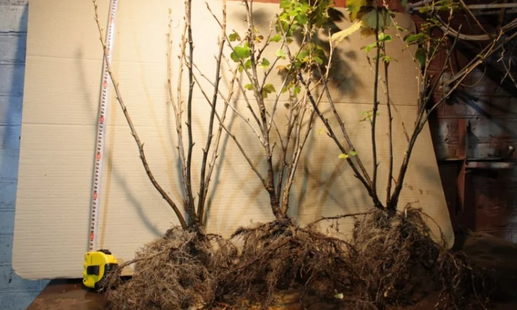 Саженец черной крупноплодной смородины Добрыня ПЛОДОНОСЯЩИЙ ВЗРОСЛЫЙ - фото № 8