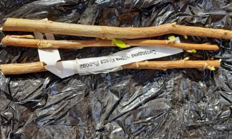 Продам живці (черенок) чорної смородини Ю. Копаня Тибен - фото № 1