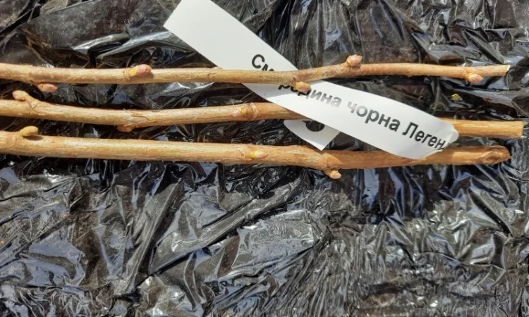 Приймаю замовлення черенки чорної смородини на весна 2025р - фото № 1