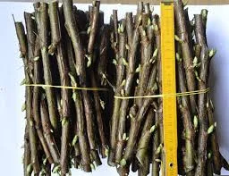 Черенок смородины Цена от 1 до 2 грн/шт доставка наша Питомник Двірецька грядка - фото № 1