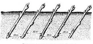Черенок смородины Цена от 1 до 2 грн/шт доставка наша Питомник Двірецька грядка - фото № 2