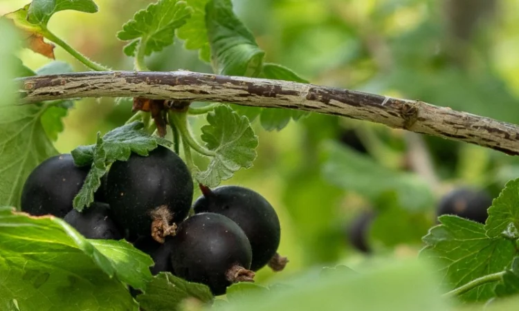 Саджанці чорної Смородини Однорічні 1й сорт Ювілейна Копаня - фото № 1