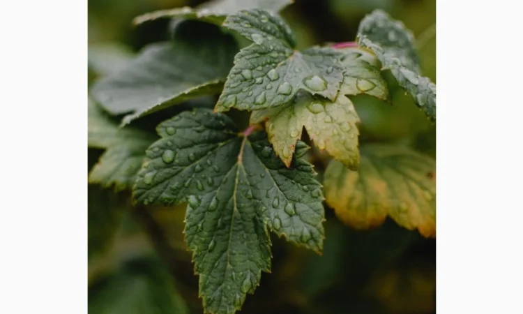 Саженцы черной смородины 1-й сорт Софиевская, 1 год - фото № 1