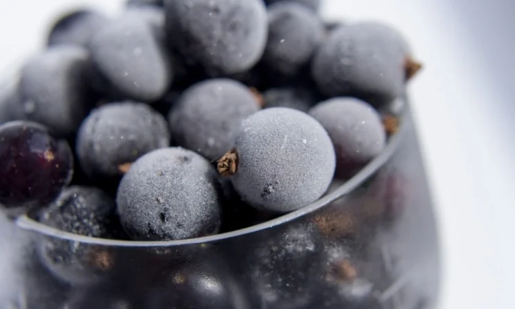 Садженці чорної смородини Однолітні 1й сорт Копаня - фото № 1