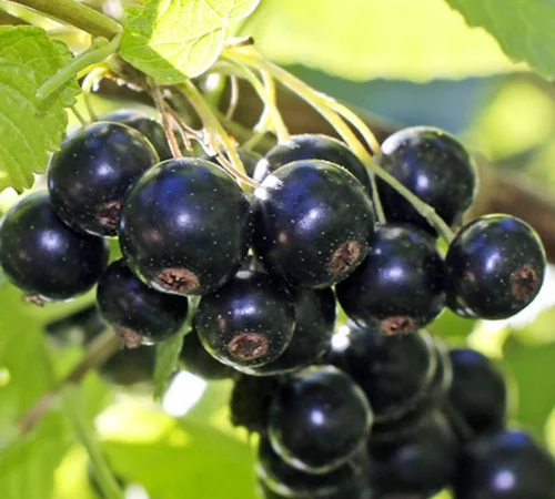 Саджанці смородини Біг Бен - фото № 1