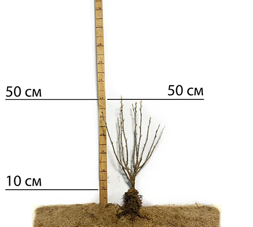 Саджанці смородини Біг Бен - фото № 2