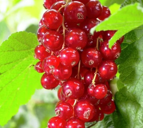 Саджанці смородини Асора (порічка) - фото № 1