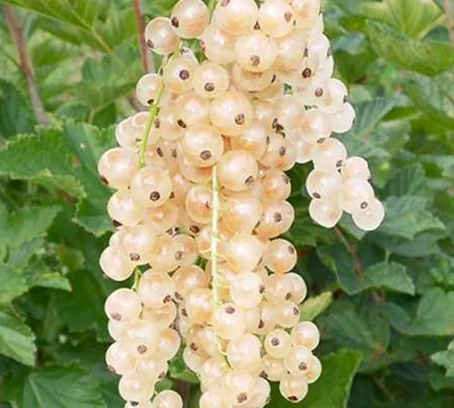 Саджанці смородини Баяна - фото № 1