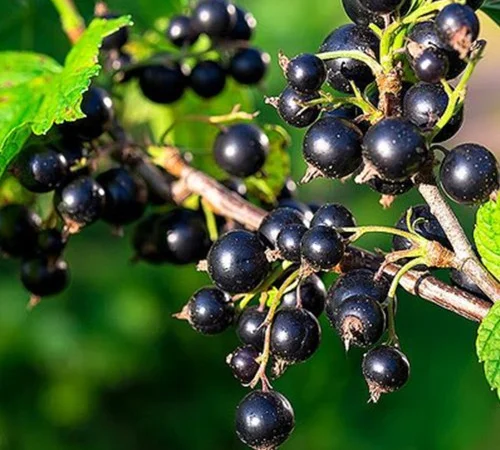 Саджанці смородини на штамбі Вернісаж - фото № 1