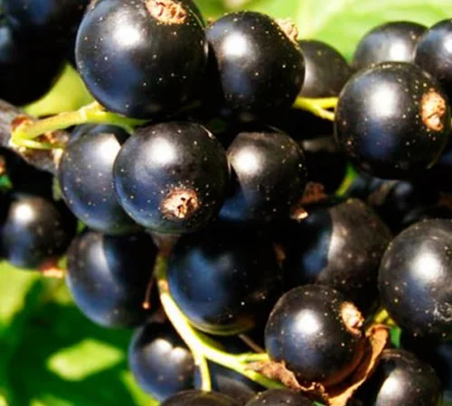 Саджанці смородини Бона - фото № 1