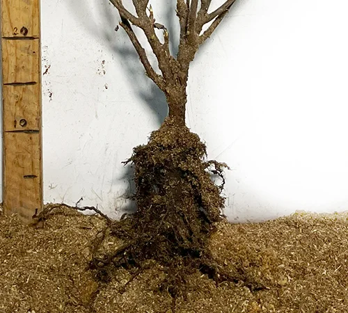 Саджанці смородини Вернісаж - фото № 3