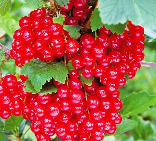 Саджанці смородини Гіганта - фото № 1