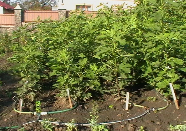 Продаются саженцы инжира - фото № 2