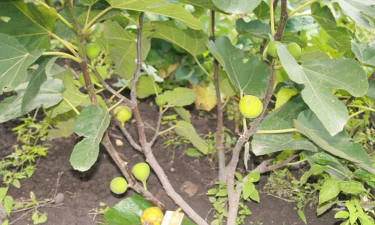 Продаются саженцы инжира - фото № 3