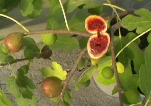 Продаются саженцы инжира - фото № 4