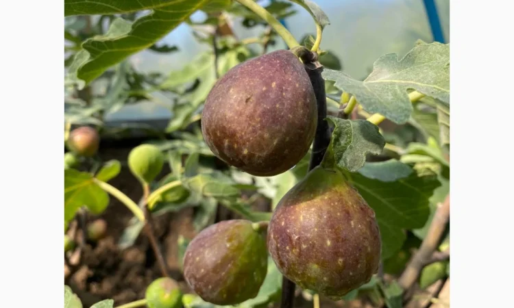 Продаются саженцы инжира - фото № 6