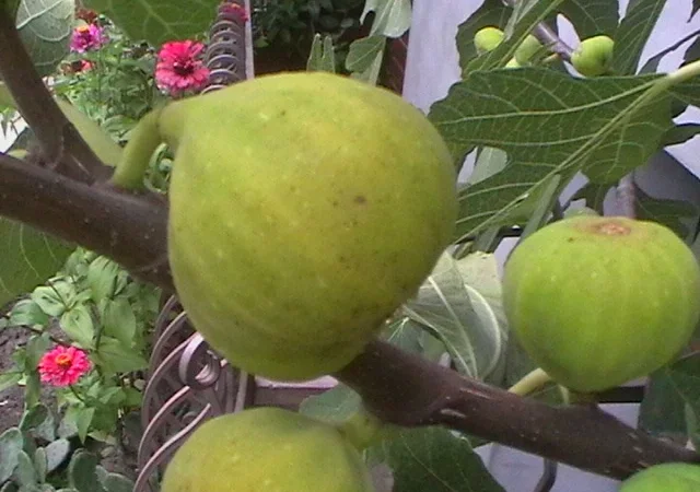 Продаются саженцы инжира - фото № 7