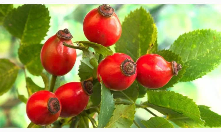 Шипшина «Глобус» взрослые кусты - фото № 1