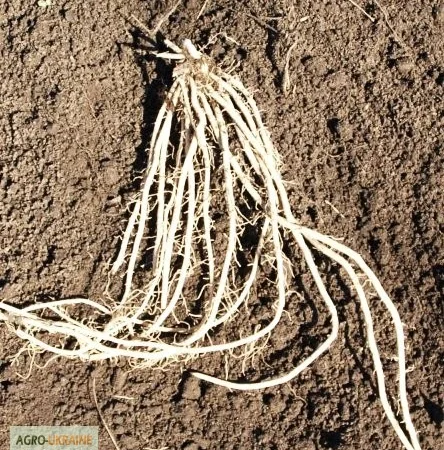 Продаются саженцы спаржи Гийнлим - фото № 2