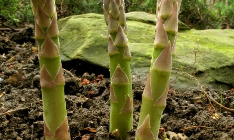 Продаются саженцы спаржи Гийнлим - фото № 3