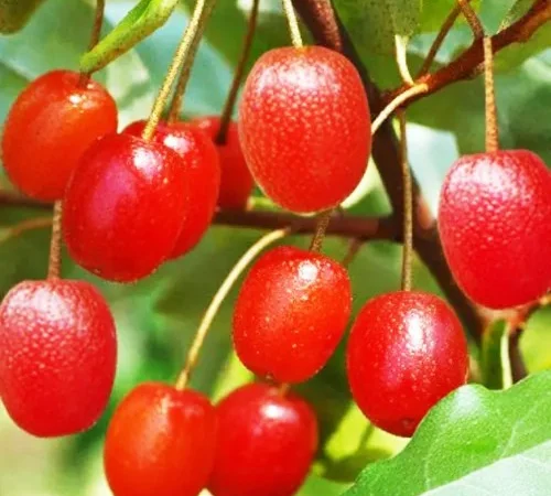 Саджанці гуммі Монерон для вашого саду - фото № 1