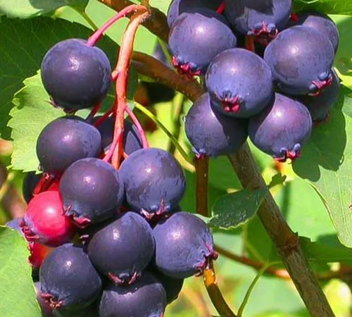 Саджанці ірги Менден - 2-річні - фото № 1