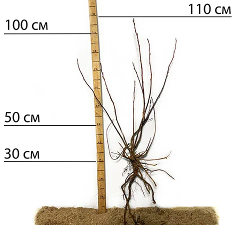 Саджанці ірги Менден - 2-річні - фото № 2