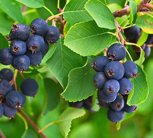 Саджанці ірги Форестбург - 2-річні - фото № 1